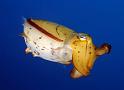 01 Cuttlefish